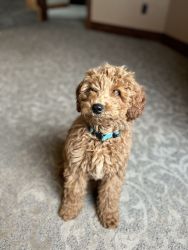 Miniature Poodle, Very Loving