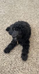 Miniature poodle 3 months old for sale