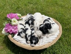 6 adorable puppies
