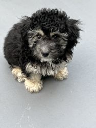 Mini poodle puppy