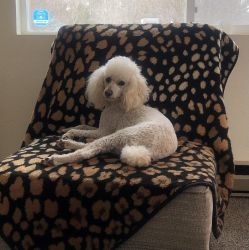 5yr male mini poodle needs new home