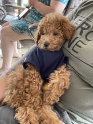 Miniature Red Poodle