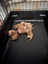Akc miniature poodle puppies