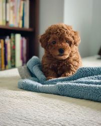 Star- Beautiful female miniature poodle!