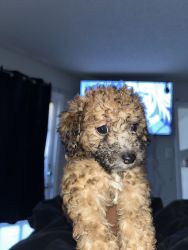 Mini poodles pure breed prince can be worked out