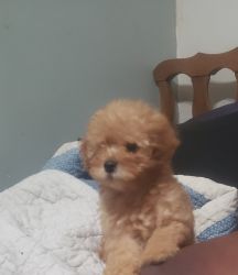 One miniature puppies for sale