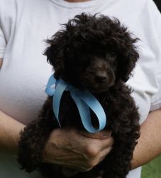 miniature poodle puppies available now