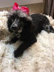 Miniature Poodle 7 month old
