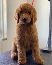 Toy Poodle Puppies Text or WhatsApp at.... +1(5xx) xx4-36xx