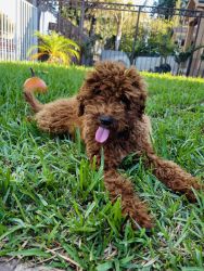 Adorable boy red miniature poodle for sale