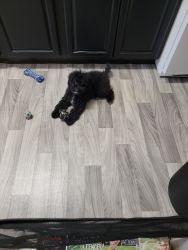 Black male miniature poodle