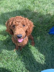 Rehoming male 7mo mini poodle
