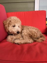 Wonderful and Friendly Miniature Poodle and Doodle Dog Available