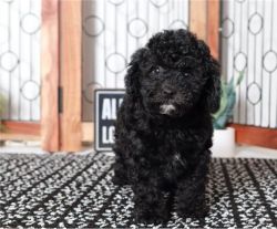 Beautiful Miniature Poodle puppies males and females available