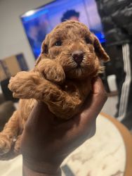 Red miniature Poodle