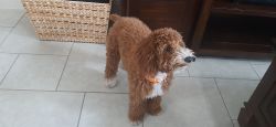 Arnold - Miniature Red Poodle