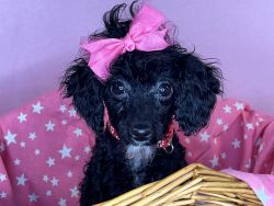 Precious Black Miniature Poodle