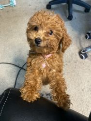 RED MINI POODLE