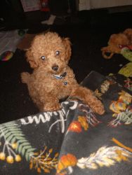 Cute Toy Poodle male aprocot 3 mo old