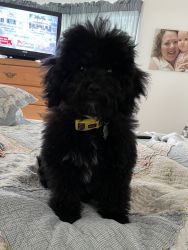 AKC Mini Poodle, Black Make 5.5 months old , intact