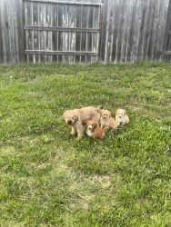 Mini poodles