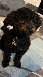 Miniature poodle mixed with shin tzu for sale
