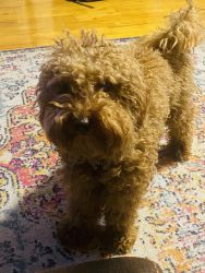 Bruno - Mini Poodle -2 years old