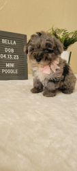Miniature Poodles for sale