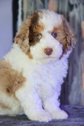Miniature poodle pup 8week old Ready to leave now