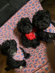 Beautiful miniature poodles