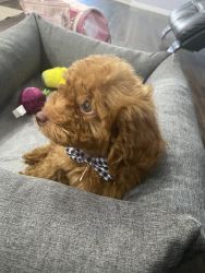 Baxter- Miniature Poodle