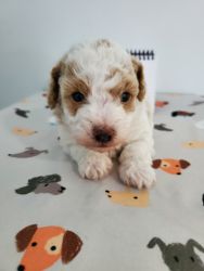 Buster-Mini Poodle