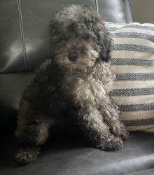 Mini Male Poodle Puppy Akc Registerable *Teddy* -- $600