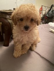 No shedding and Hypoallergenic Miniature Poodle