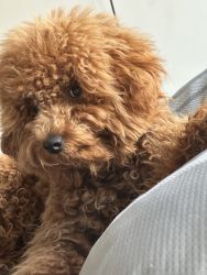 9 month old miniature poodle for sale