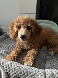 Leo - Red with little white Mini poodle