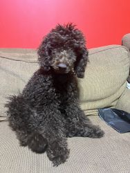 Selling male and female mini poodles