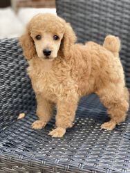 AKC registered miniature Poodle Puppies.