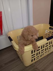 Toy poodle