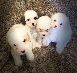 Mini poodle puppies