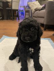 Miniature Labradoodle Puppies all for you