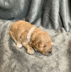 Mini Poodle Pups