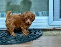 Red miniature poodle