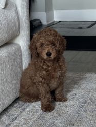 Miniature Poodle Pup for Adoption