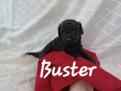 Buster (ACA mini poodle)