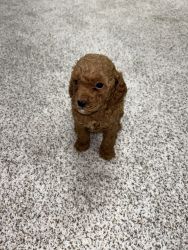 Purebred Toy Poodle
