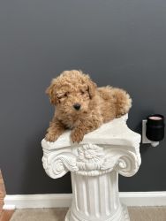Miniature poodle puppy ACA generation P