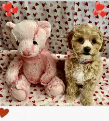 Valentine’s Day puppies