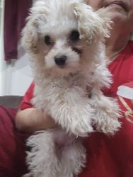 Minature poodle looking for new home