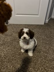 Mini Poodle For Adoption